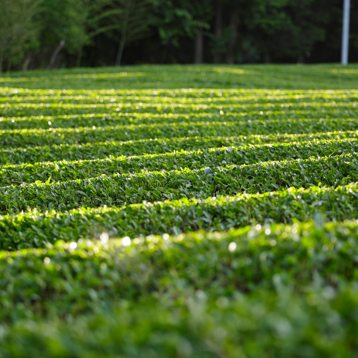Matcha et thé biologiques purs du Japon