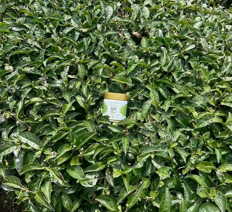 BIO UJI MATCHA OKUMIDORI GOLD - 30g